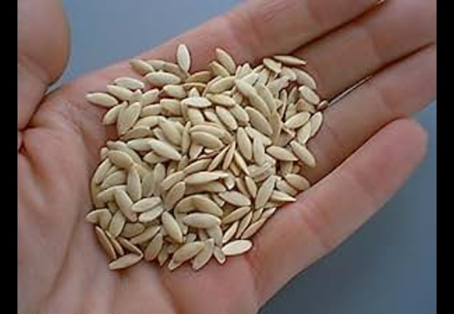 Muskmelon Seeds Benefits