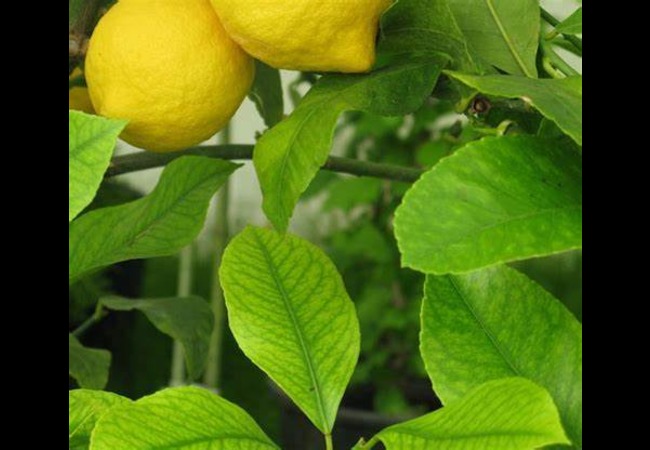 Benefits of Lemon Leaves
