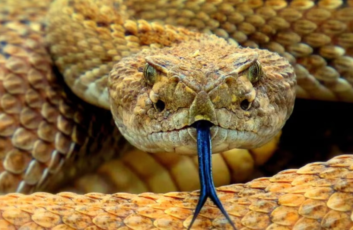 Snake farming in China (1) Snake farming in China