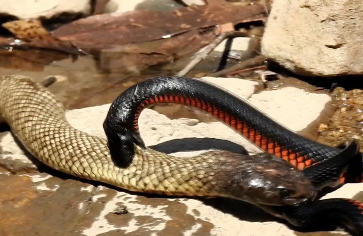 Snakes Snakes