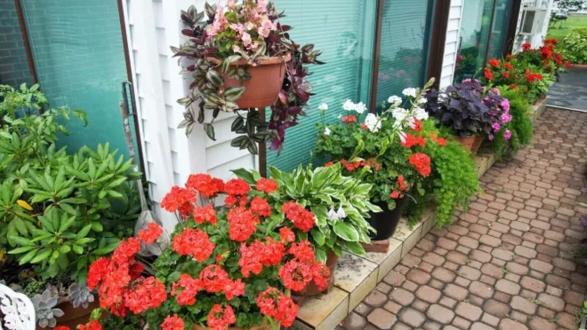 Tree Plantation Tips Tree Plantation Tips