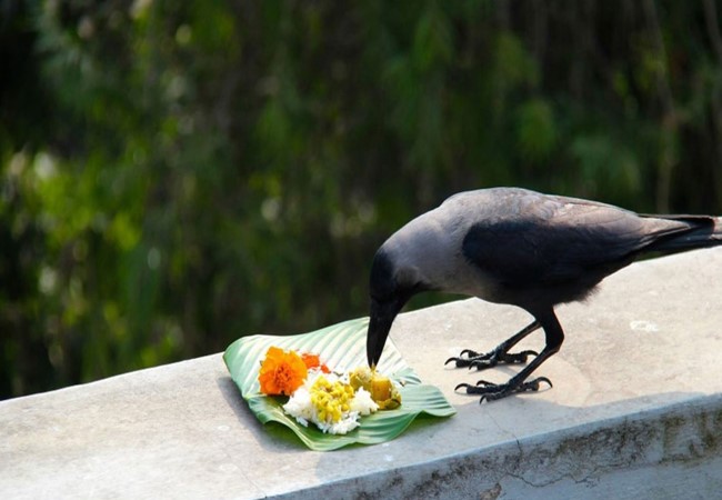 Pitru Paksha