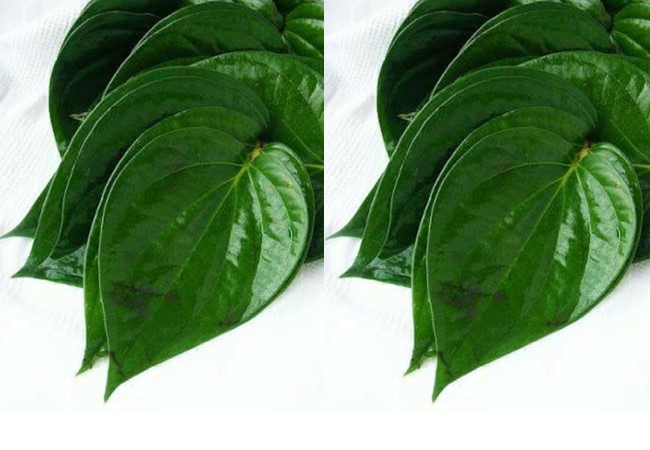 Betel Leaf