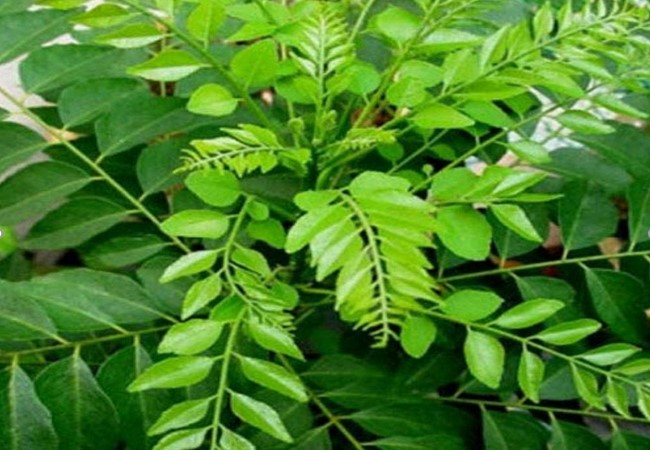 Curry Leaves