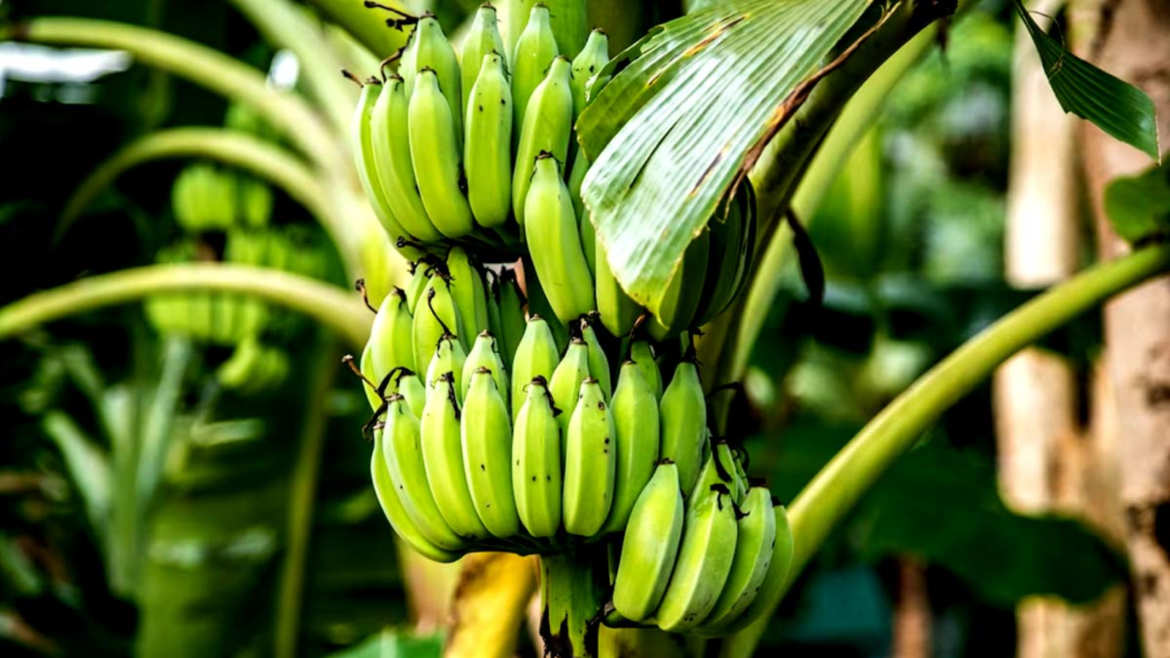 raw banana benefits raw banana benefits
