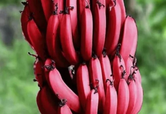 Red Banana