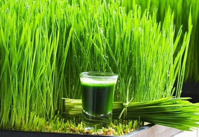 Wheat Grass Juice