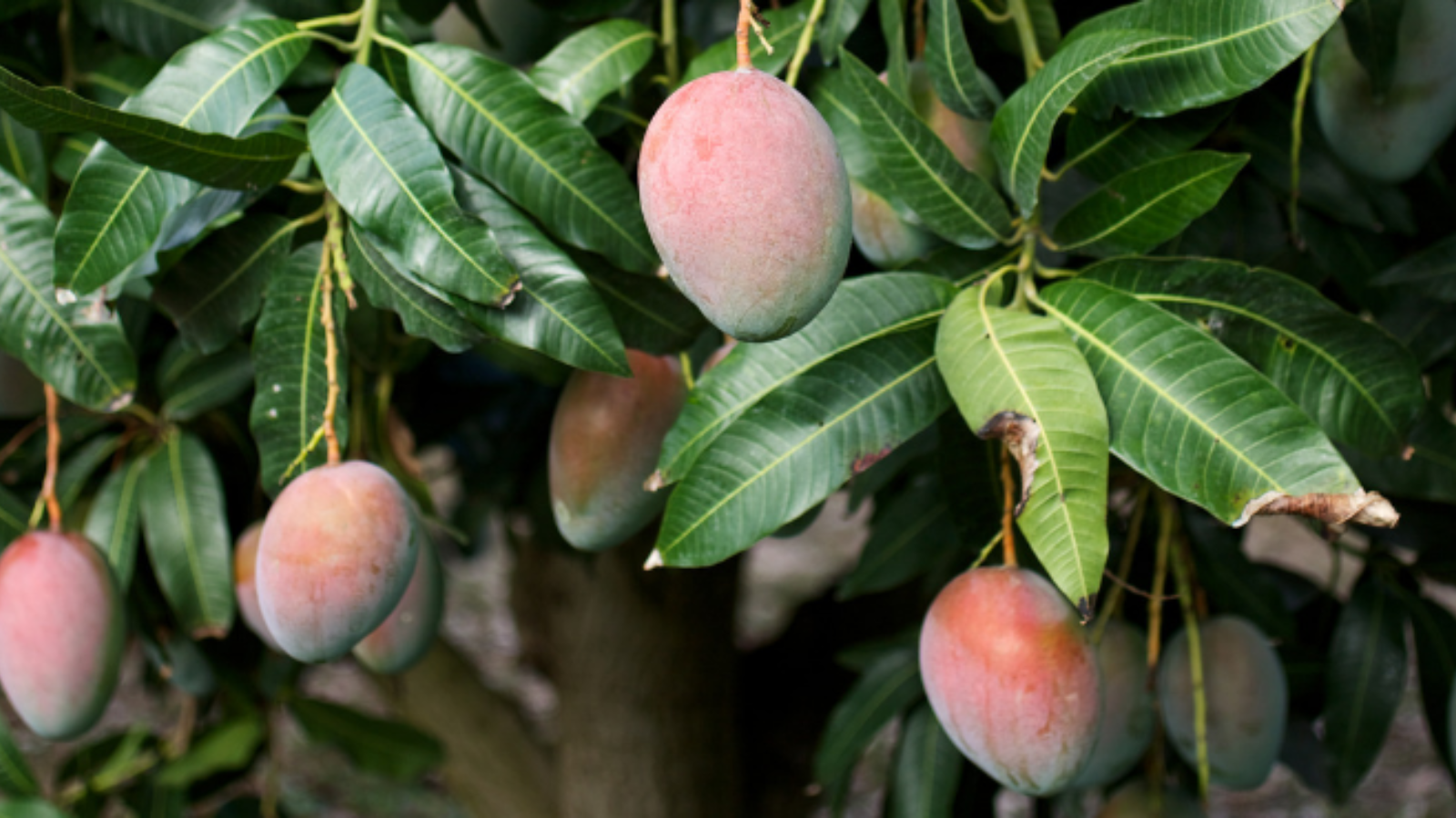 Mango Leaf Benefits