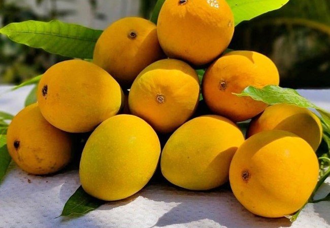 Mango