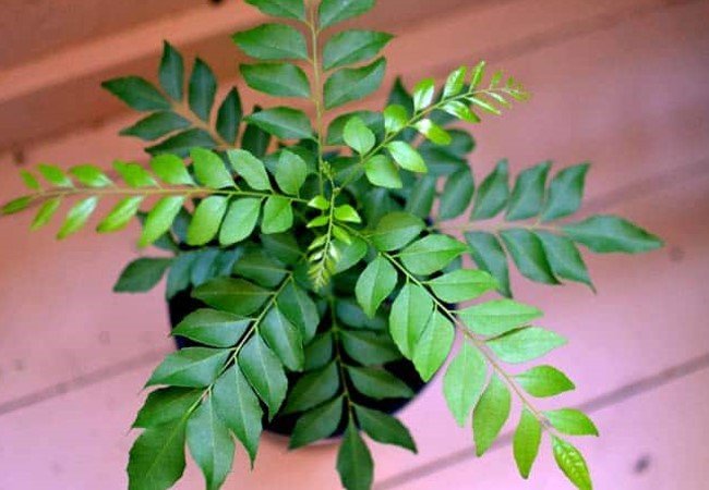 Curry Leaves