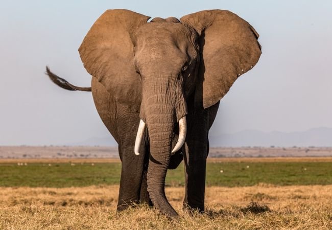 Rogue Elephant