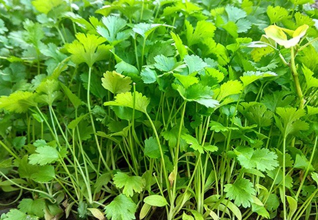 Coriander