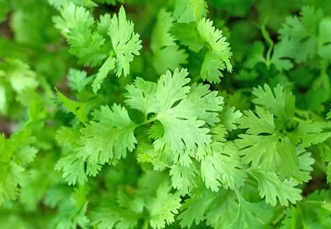 Coriander