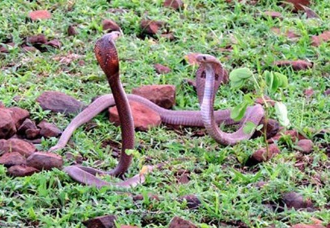Nagpanchmi