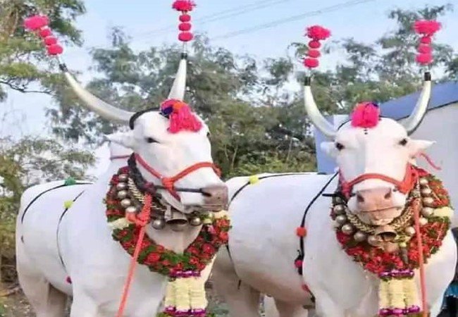 Bail Pola