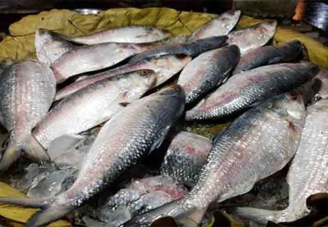 Hilsa Fish 