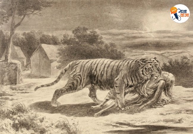 Champawat Tiger Champawat Tiger