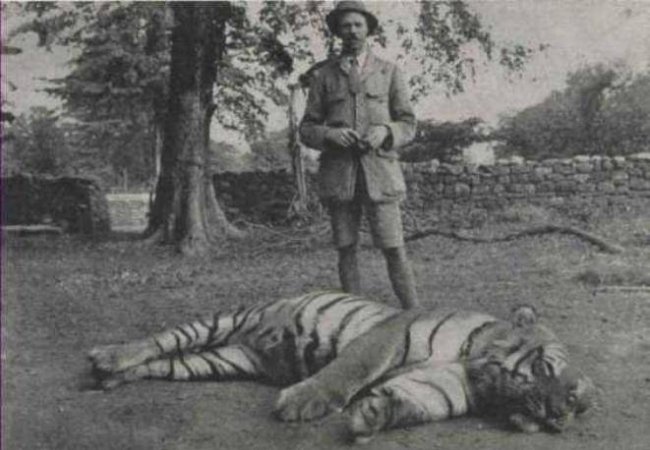 Champawat Tiger