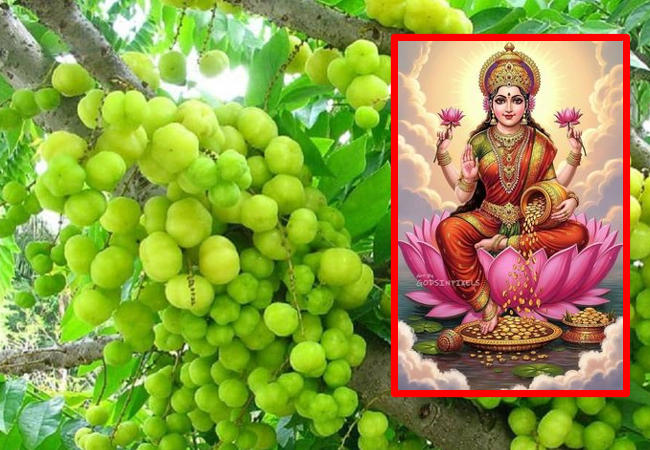 Amla Navmi Amla Navmi