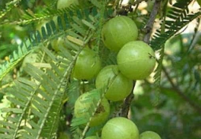 Amla Navami