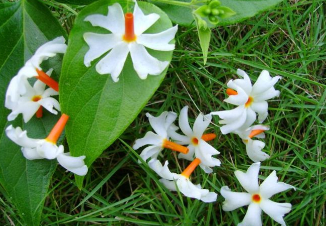 Laxmi Pujan