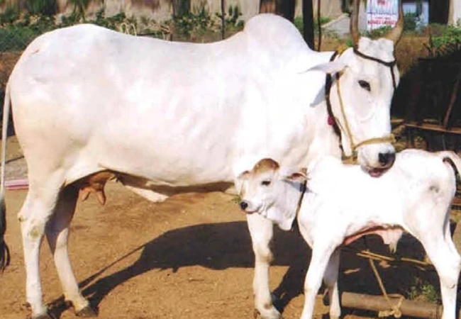 Vasubaras