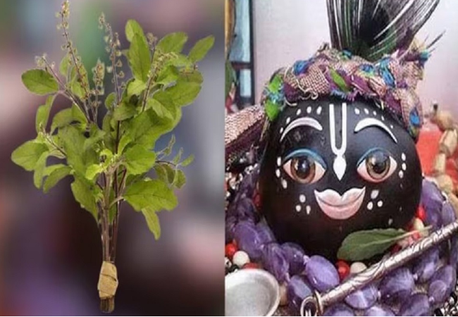Tulshi Vivah Tulshi Vivah