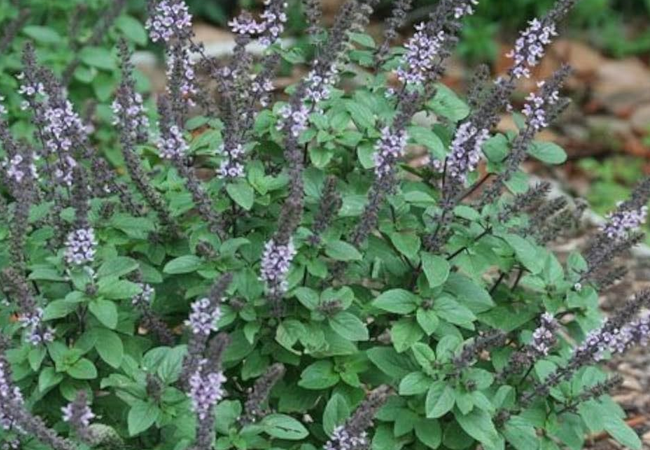 Tulsi Types