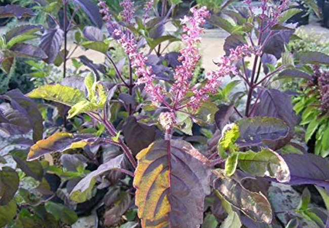 Tulsi Types