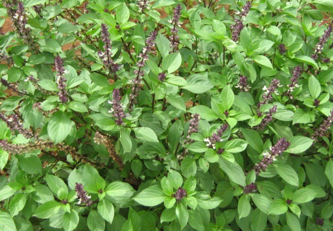 Tulsi Types